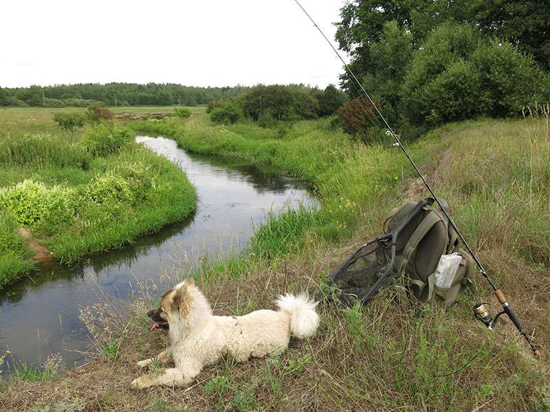 Рыбалка на голавлевой речке